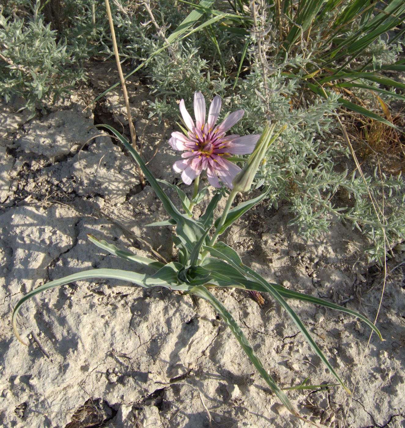 Image of Tragopogon ruber specimen.