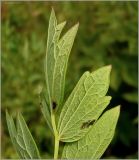 Thalictrum flavum. Часть листа, вид снизу. Чувашия, окр. г. Шумерля, Кумашкинский заказник, Соколова поляна. 11 июля 2010 г.