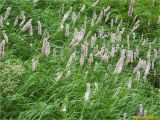 Bistorta officinalis. Цветущие растения. Украина, Ивано-Франковская обл., Украинские Карпаты, хребет Черногора, 1700 м н.у.м., берег оз. Несамовитое, субальпийский луг. 27 июня 2019 г.