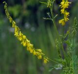 Melilotus officinalis. Средняя часть побега с соцветием. Пермский край, г. Пермь, Кировский р-н, склон заброшенного песчаного карьера. 30.06.2019.