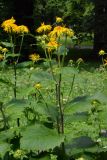 Telekia speciosa. Верхушка цветущего растения. Санкт-Петербург, Петродворцовый р-н, парк «Сергиевка», край луга. 13.07.2019.