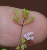 Boerhavia erecta. Часть соцветия с бутонами, цветками и созревающими плодами. Танзания, автономия Занзибар, о-в Унгуджа, Central South Region, курорт Kiwengwa, территория гостиницы. 28.10.2018.