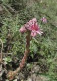 Sempervivum caucasicum. Цветущее растение. Карачаево-Черкесия, Урупский р-н, окр. пос. Рожкао, выходы скал. 4 августа 2019 г.