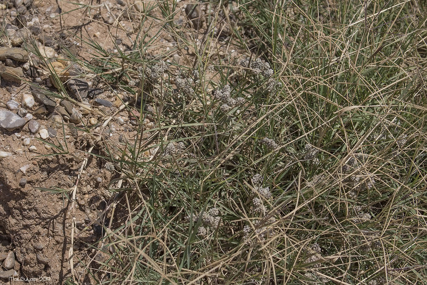 Image of Teucrium capitatum specimen.