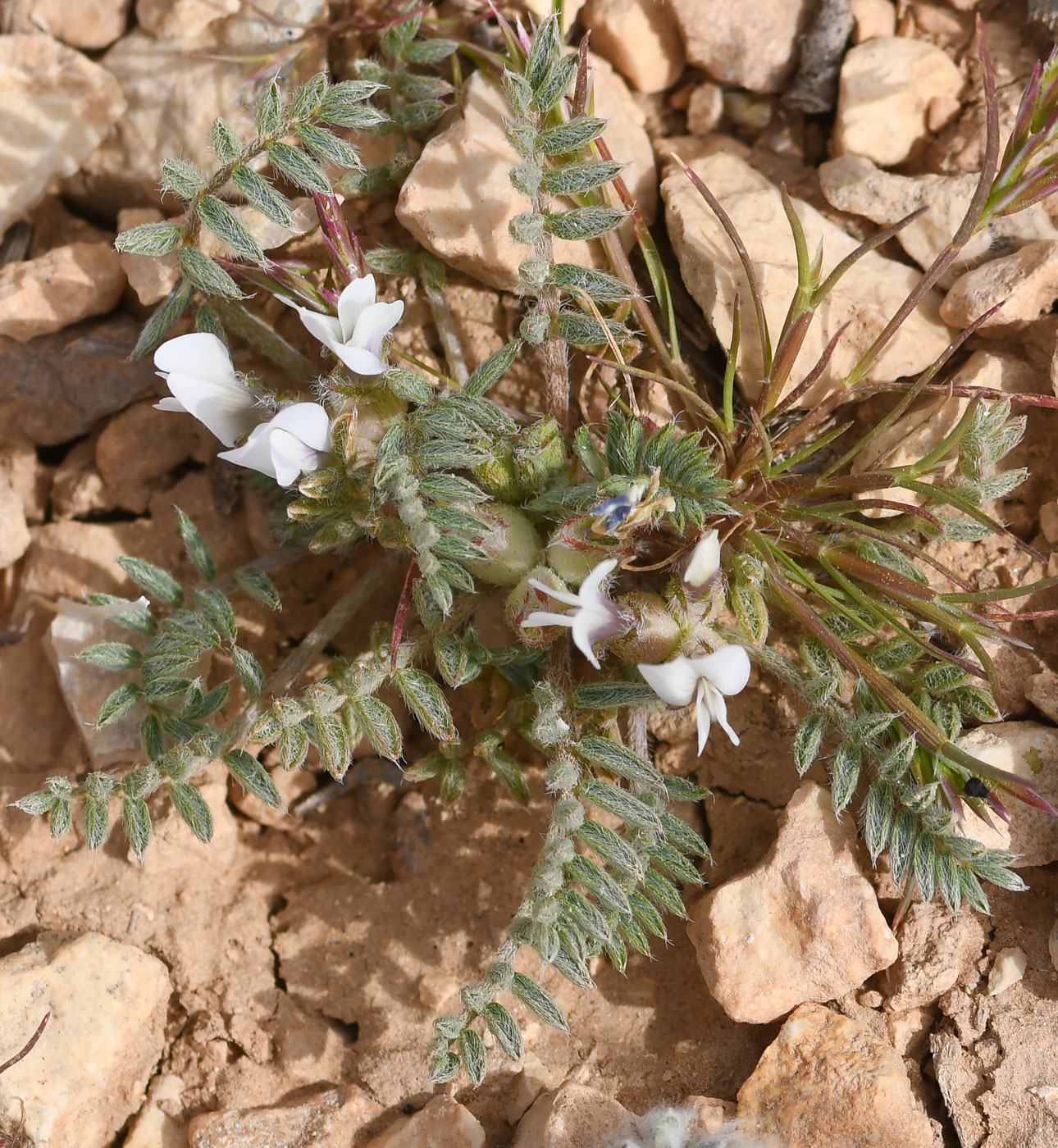 Image of Astragalus tribuloides specimen.