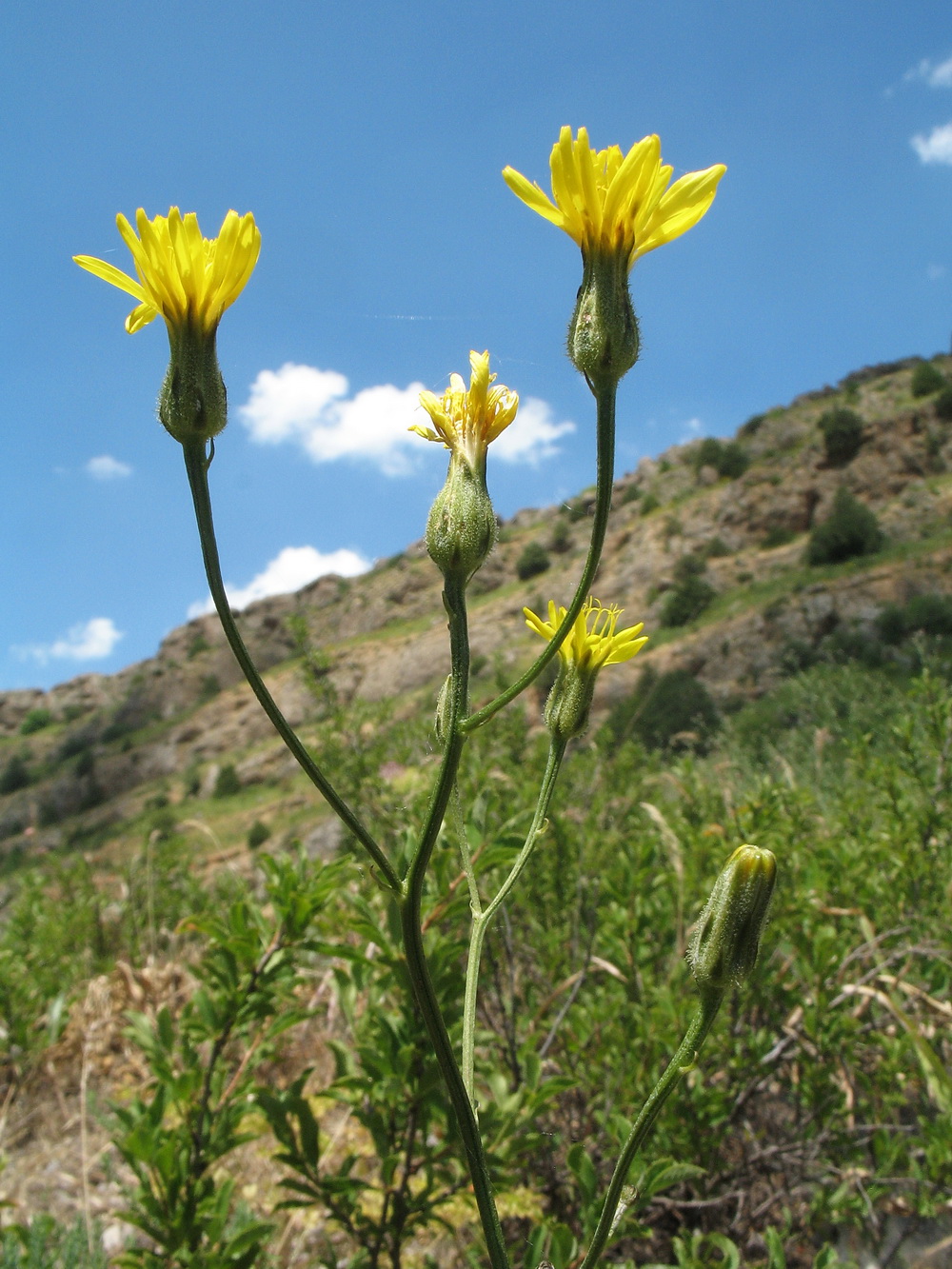 Изображение особи Crepis darvazica.