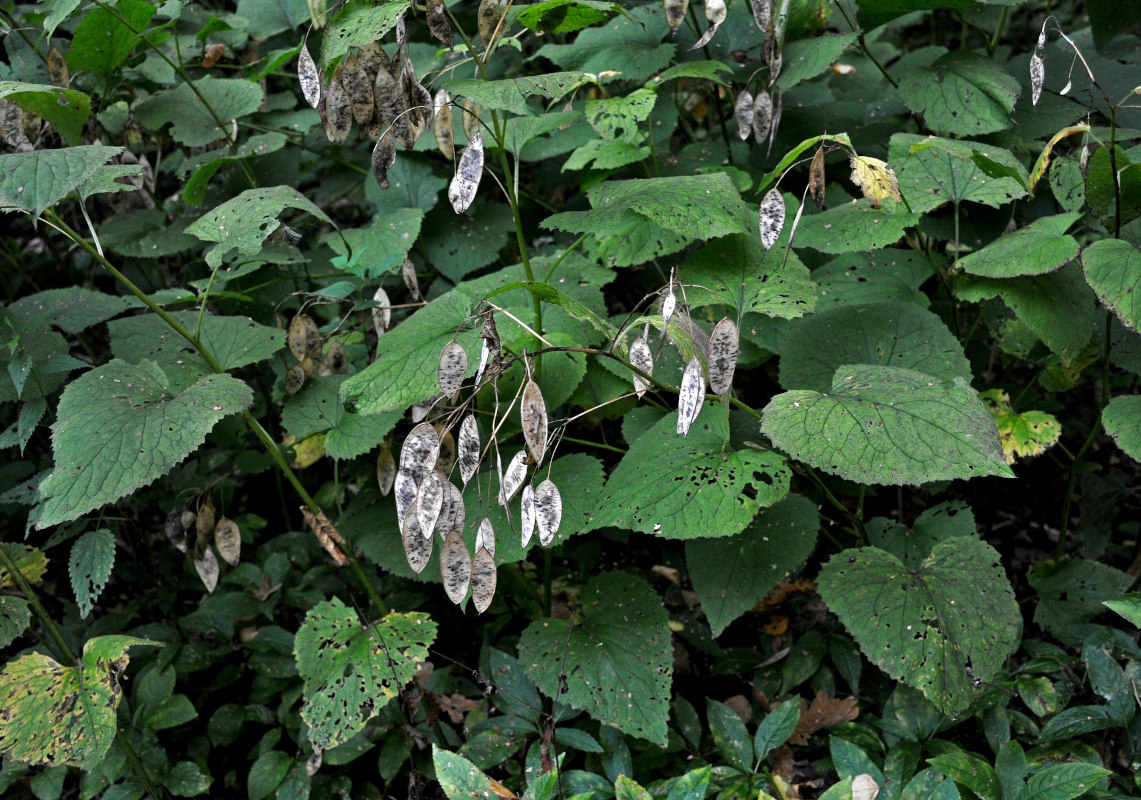 Изображение особи Lunaria rediviva.