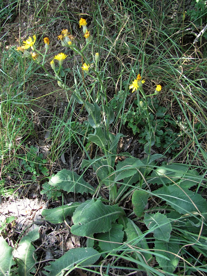 Изображение особи Crepis pannonica.