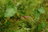 Metaplexis japonica
