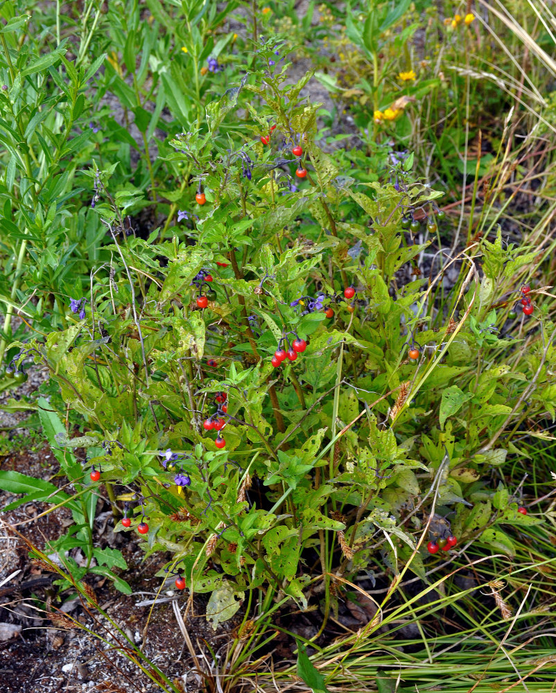 Image of Solanum dulcamara specimen.