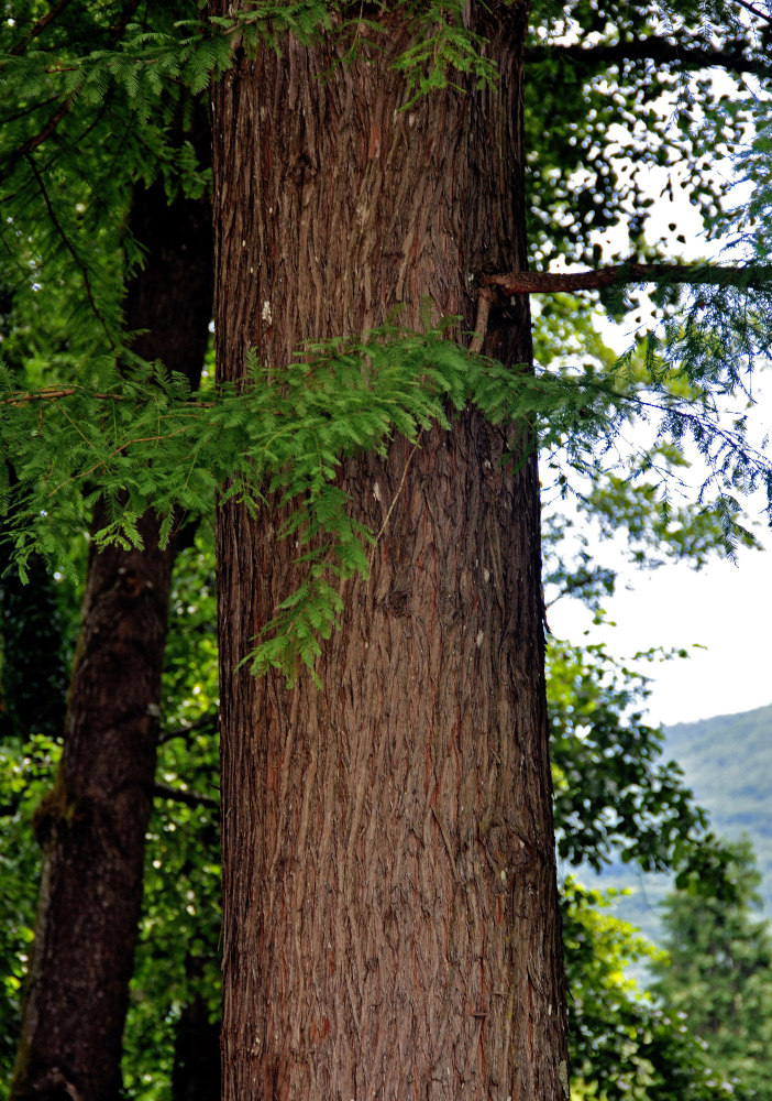 Изображение особи Taxodium distichum.