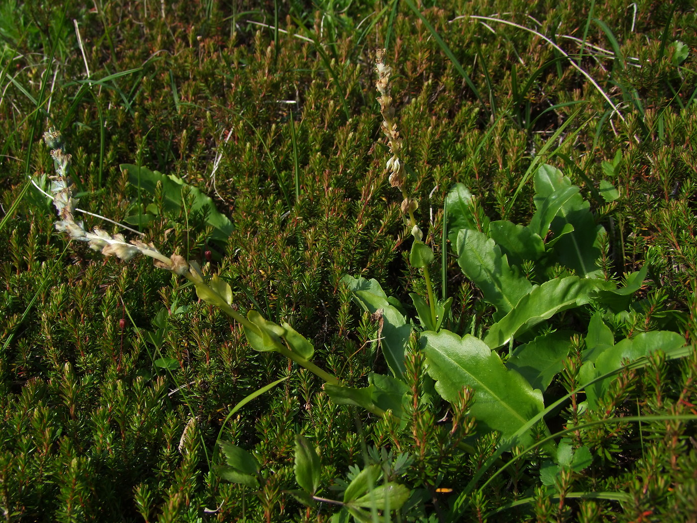 Image of Lagotis minor specimen.