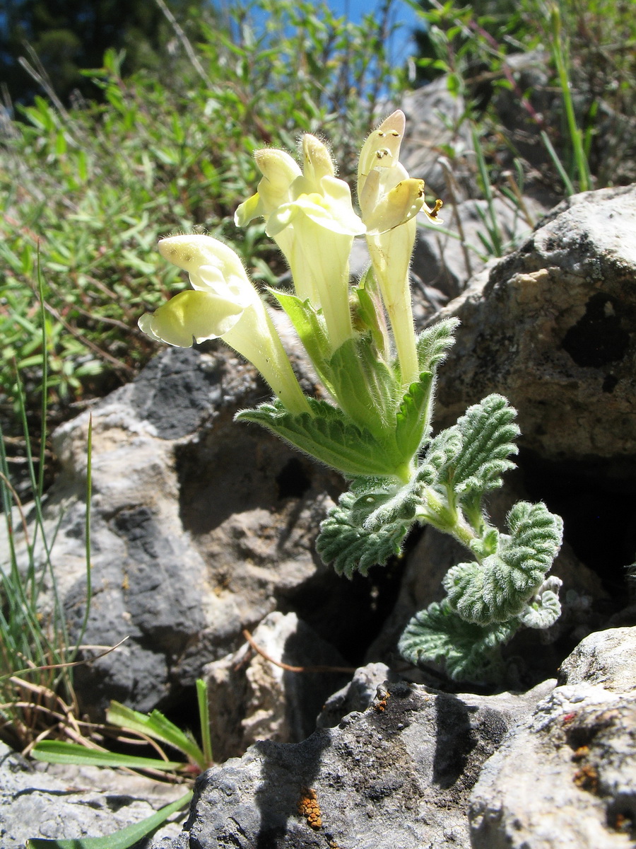 Image of Scutellaria linczewskii specimen.