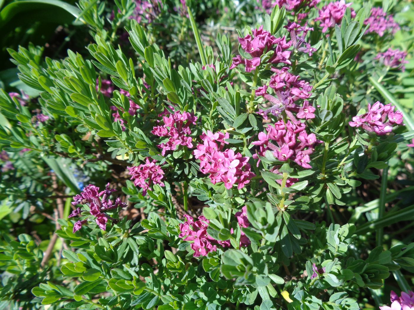 Image of Daphne cneorum specimen.