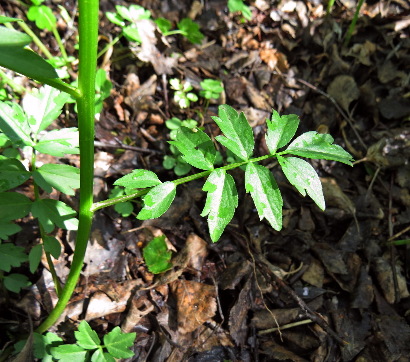 Image of Cardamine densiflora specimen.