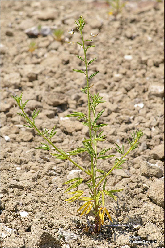 Image of Cleome canescens specimen.
