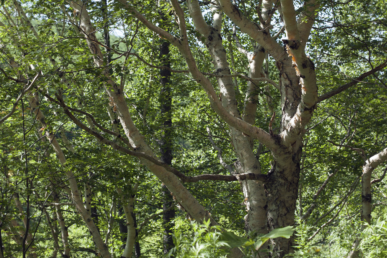 Изображение особи Betula ermanii.