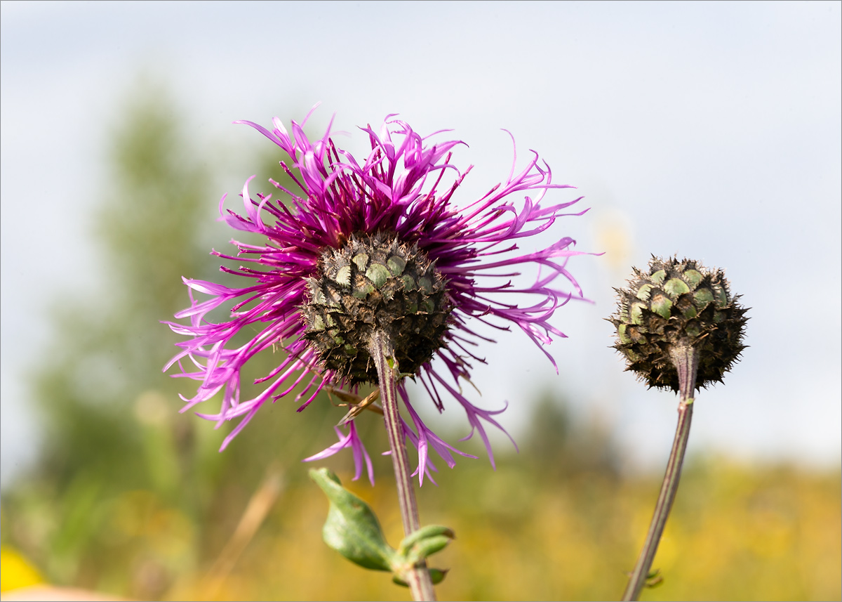 Image of Centaurea scabiosa specimen.