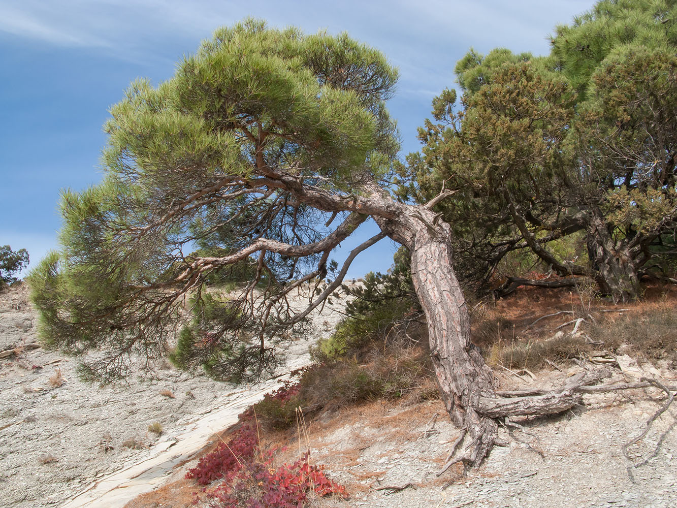 Изображение особи Pinus pityusa.