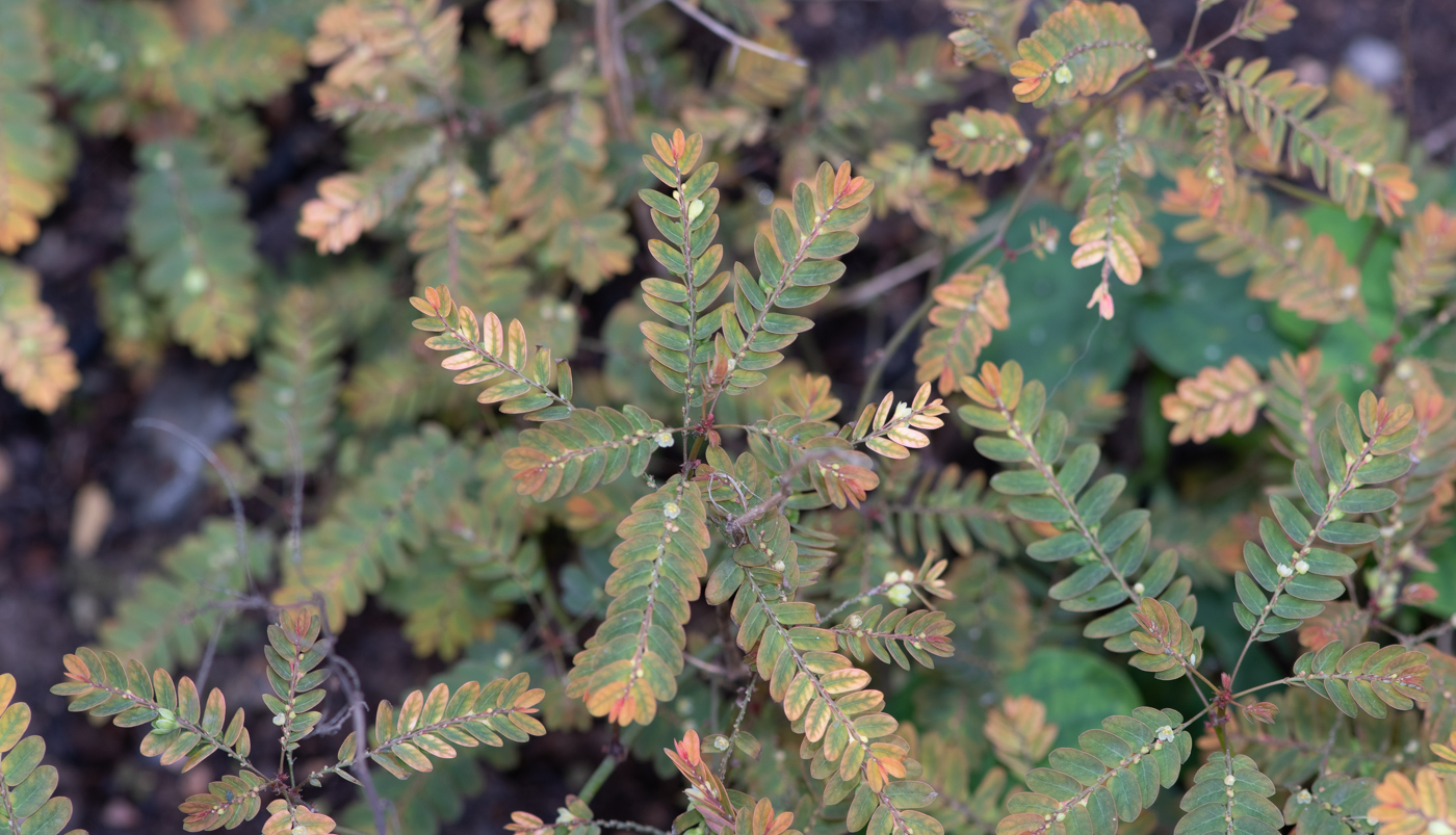 Image of Phyllanthus niruri specimen.
