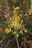 Allium flavum