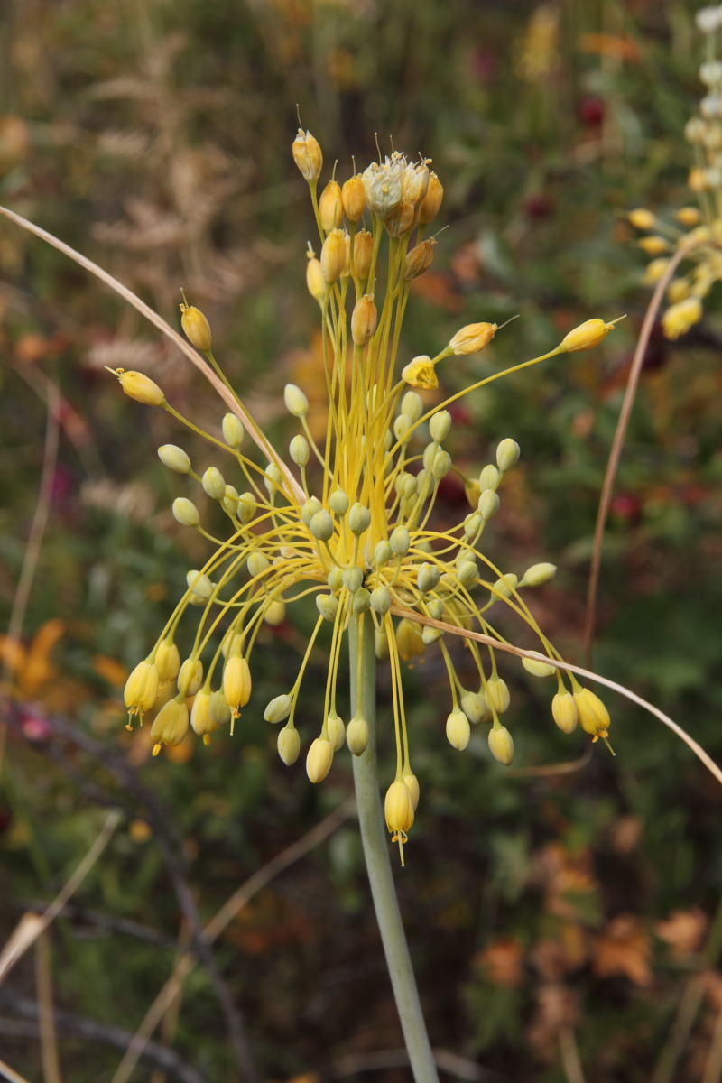 Изображение особи Allium flavum.