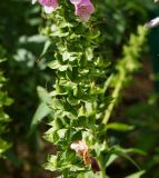 Digitalis purpurea