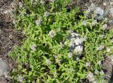 Thymus marschallianus