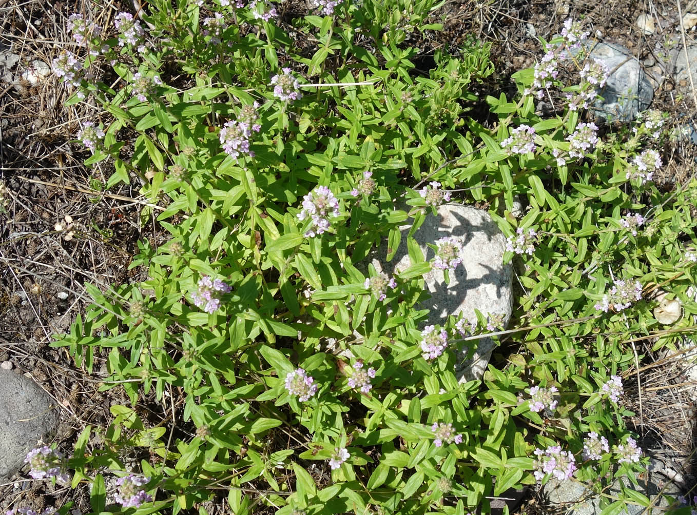 Image of Thymus marschallianus specimen.