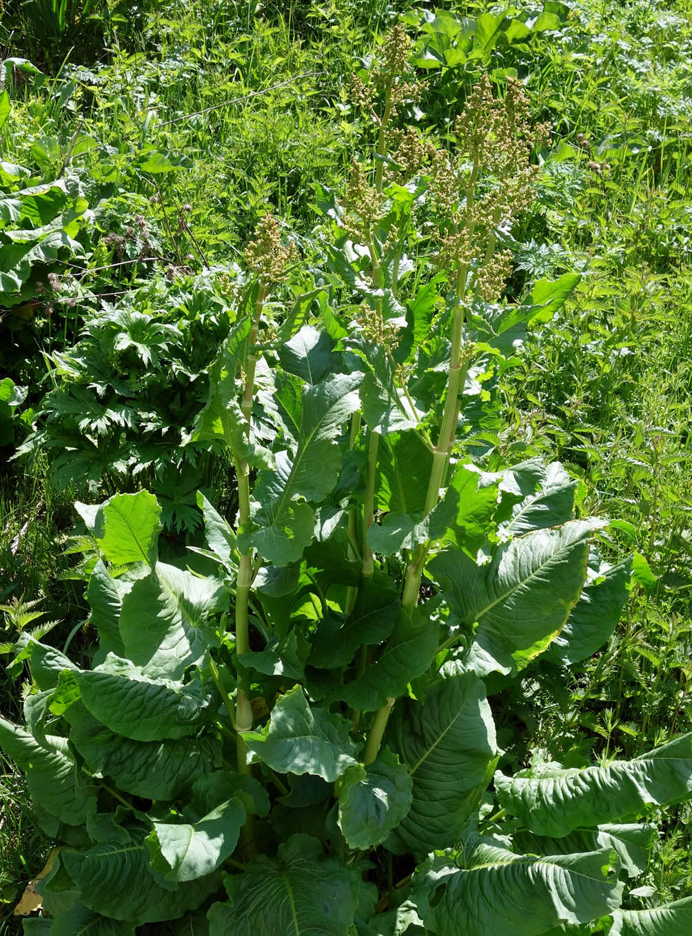 Image of genus Rumex specimen.