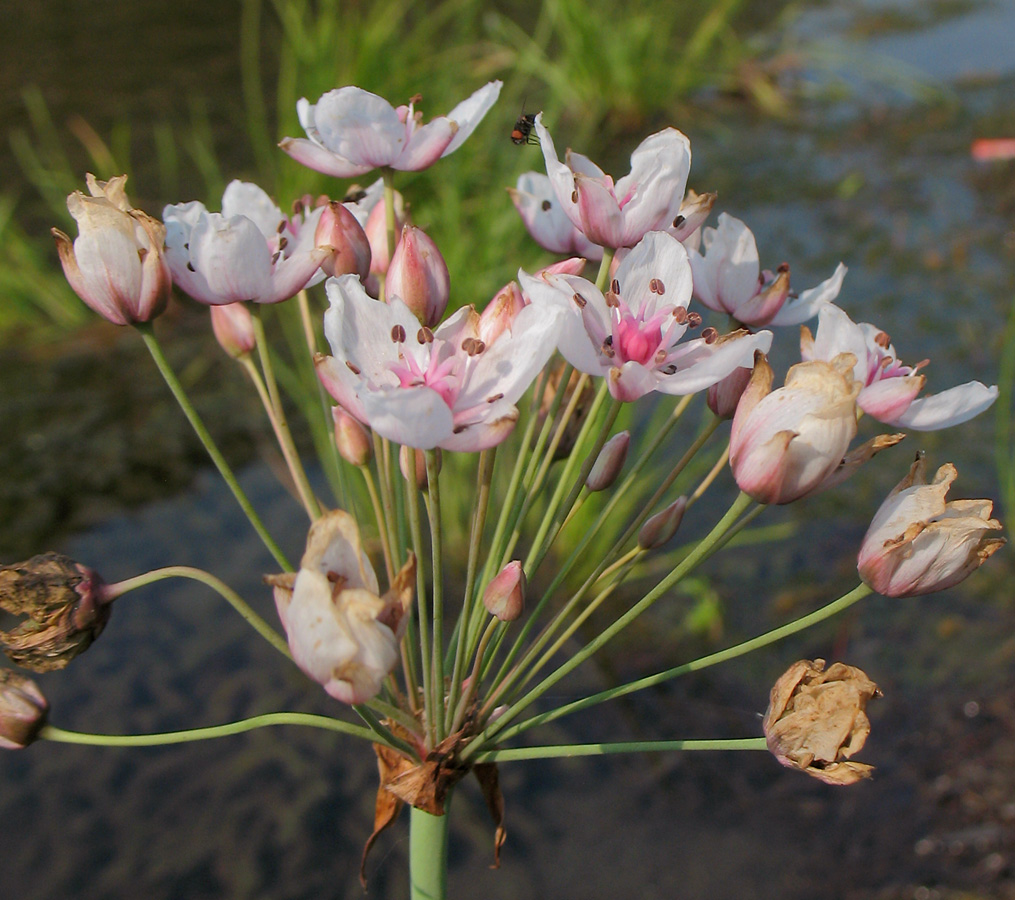 Изображение особи Butomus umbellatus.