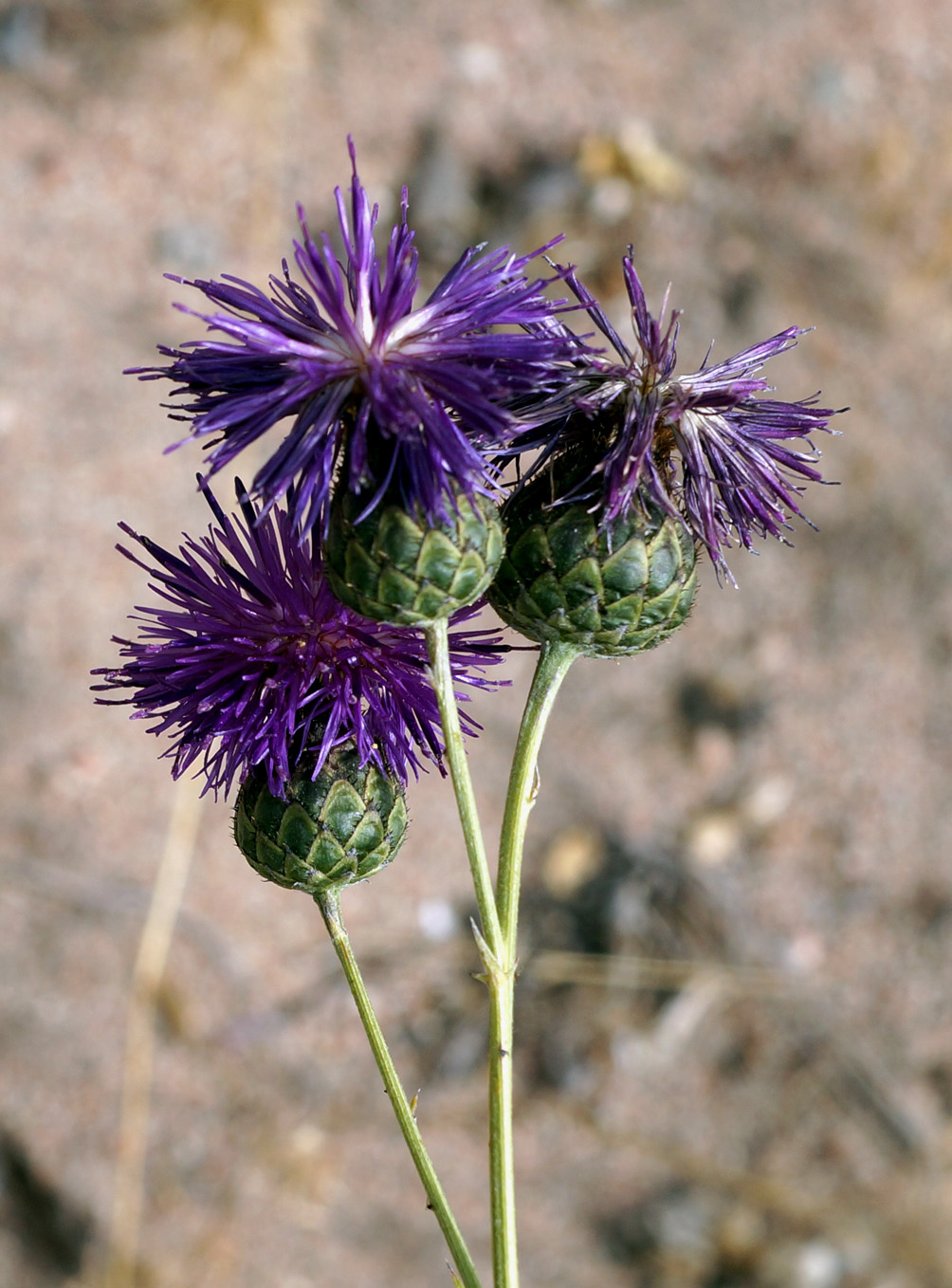 Изображение особи Centaurea adpressa.