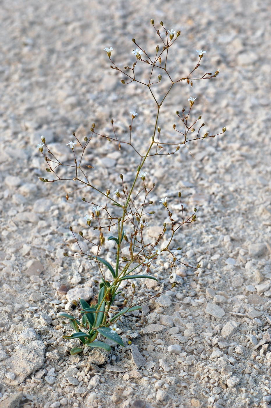 Изображение особи Gypsophila diffusa.