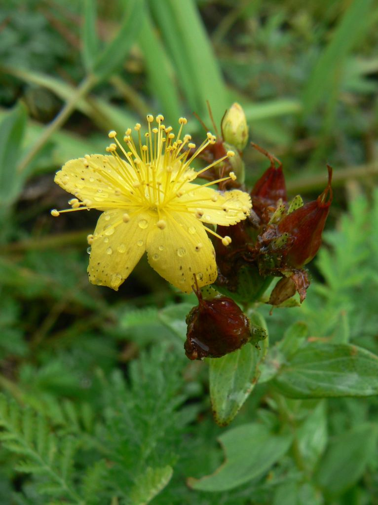 Image of Hypericum attenuatum specimen.