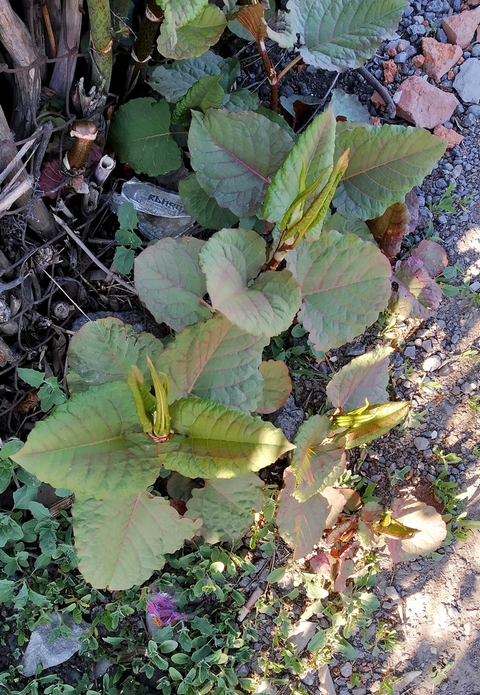 Image of genus Reynoutria specimen.