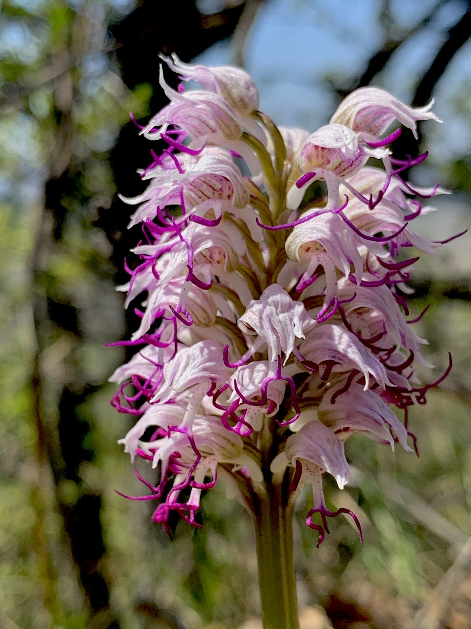 Изображение особи Orchis simia.