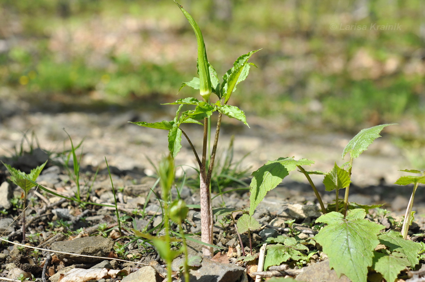 Изображение особи род Arisaema.