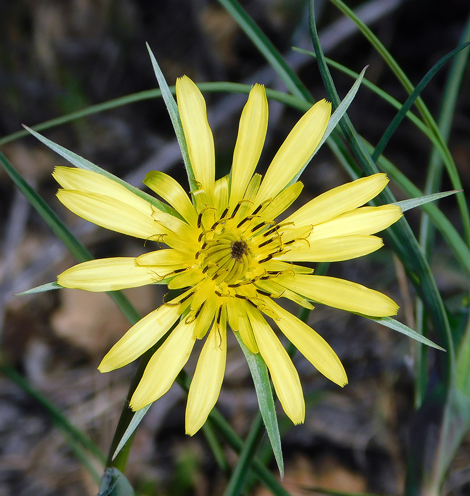 Image of Tragopogon dubius specimen.