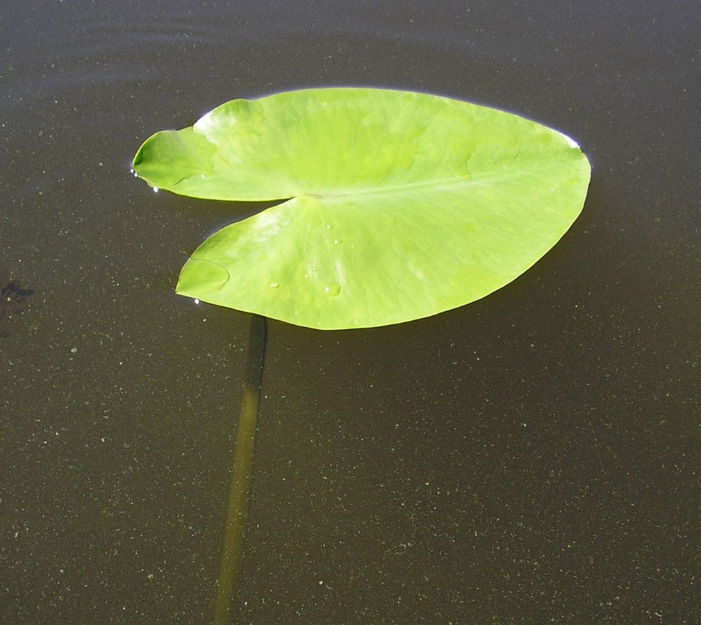 Image of Nuphar lutea specimen.