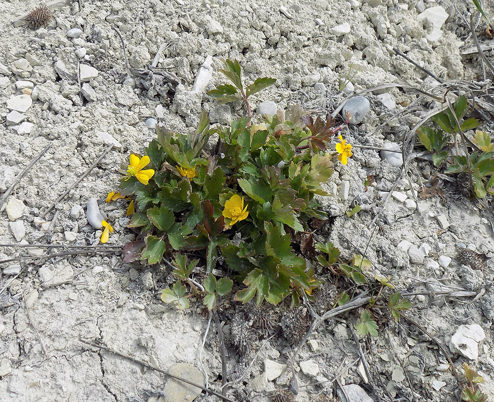 Изображение особи Ranunculus repens.