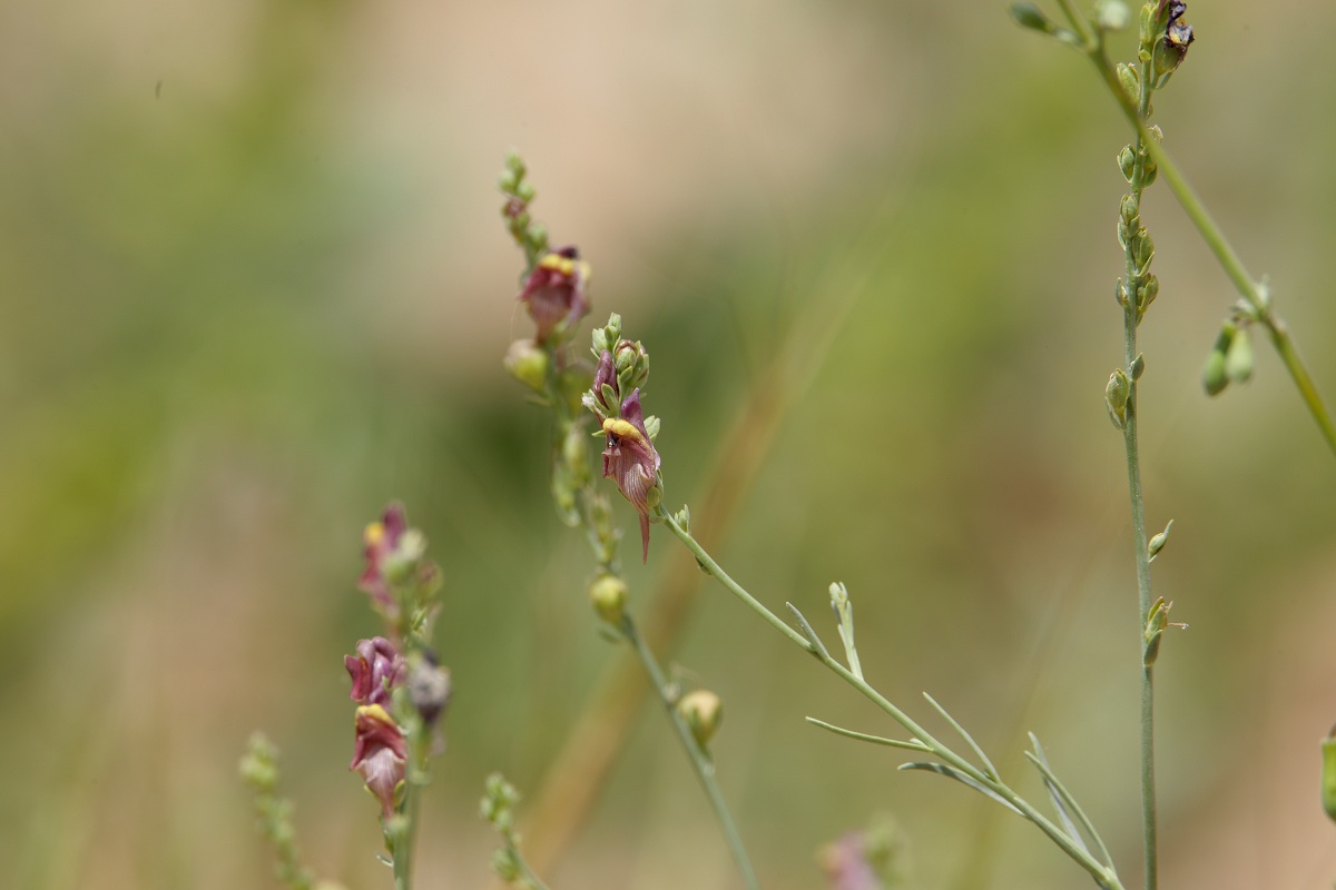 Изображение особи Linaria popovii.