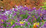 Lobularia maritima. Верхушки цветущих растений. Санкт-Петербург, Петергоф, Верхний сад, цветник. 05.10.2019.