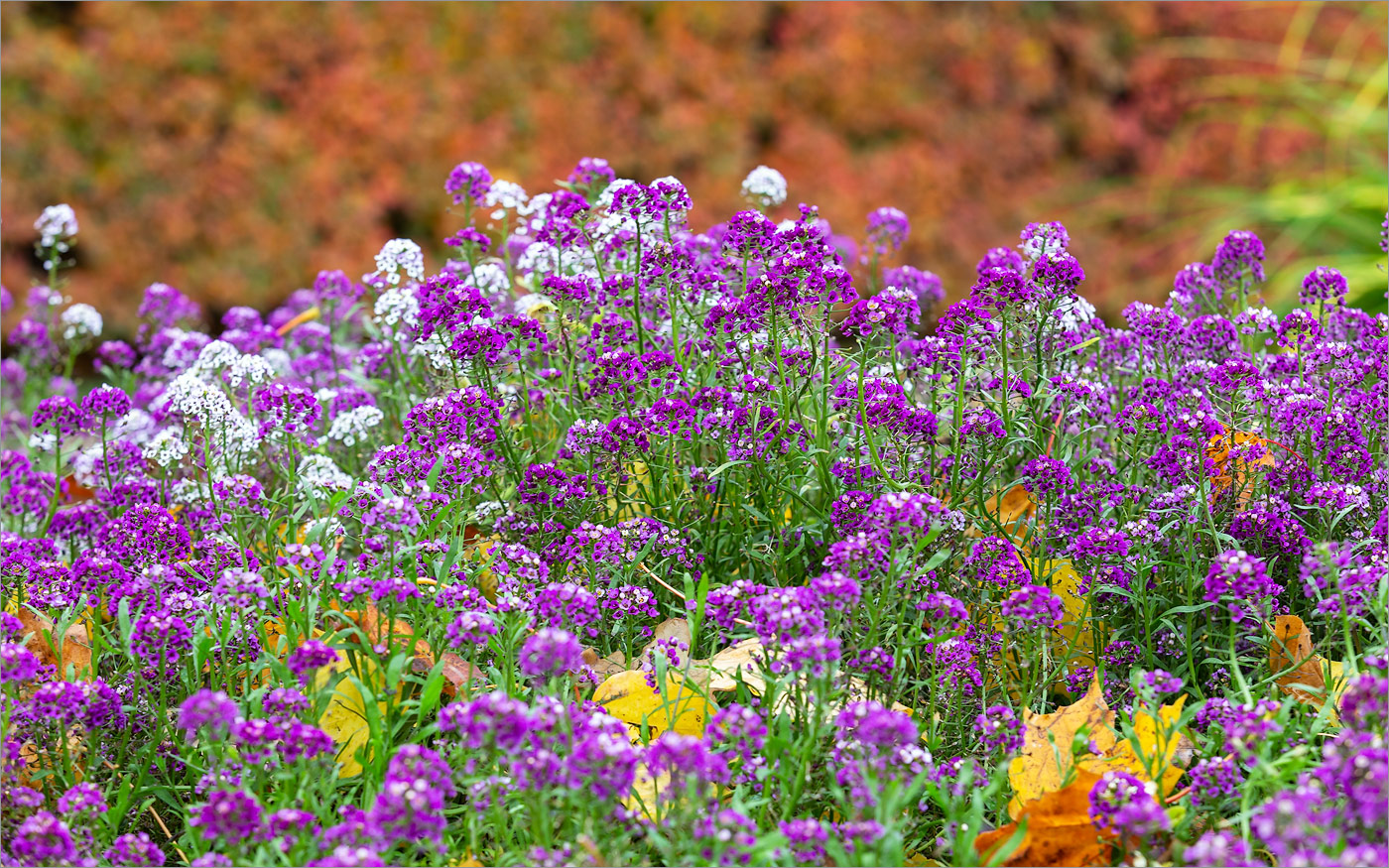 Image of Lobularia maritima specimen.