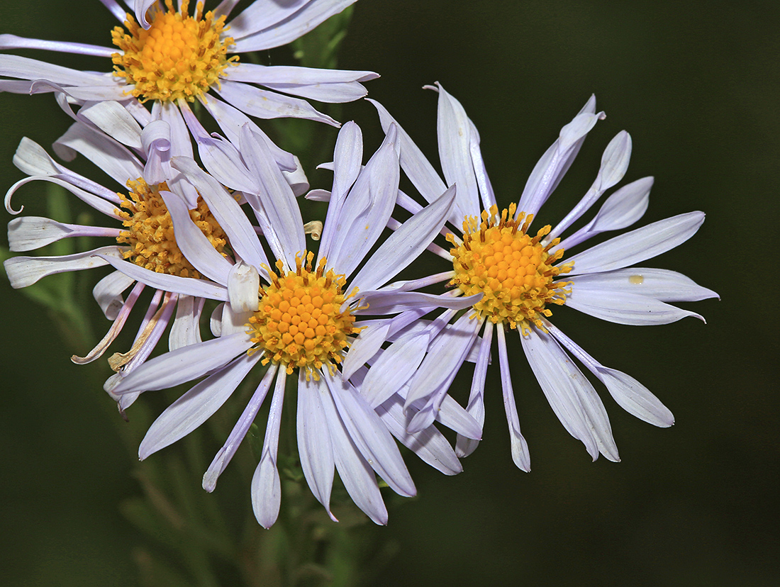 Изображение особи Kalimeris integrifolia.