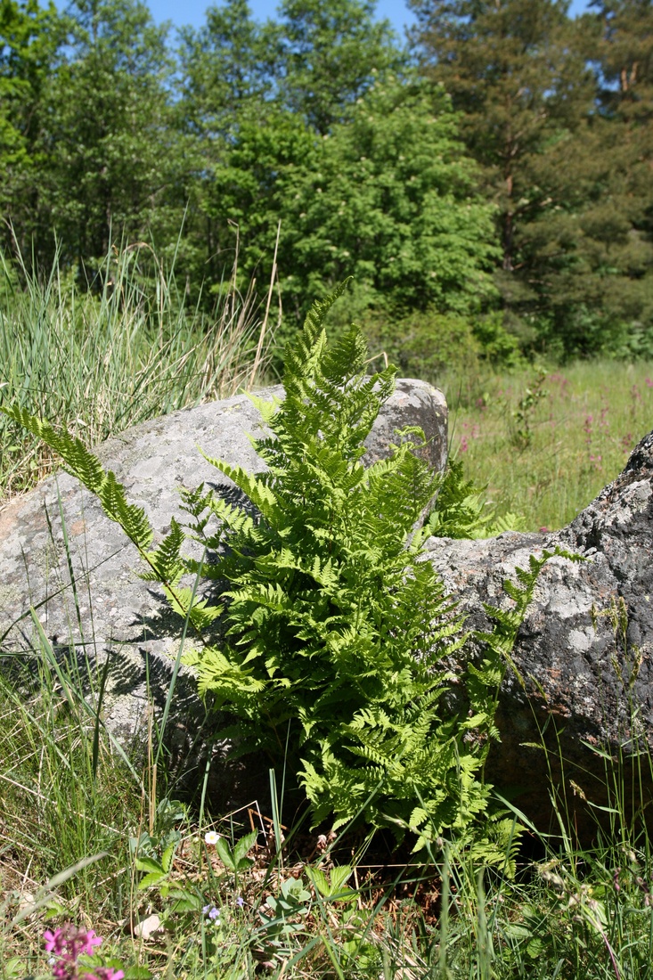 Image of Dryopteris carthusiana specimen.