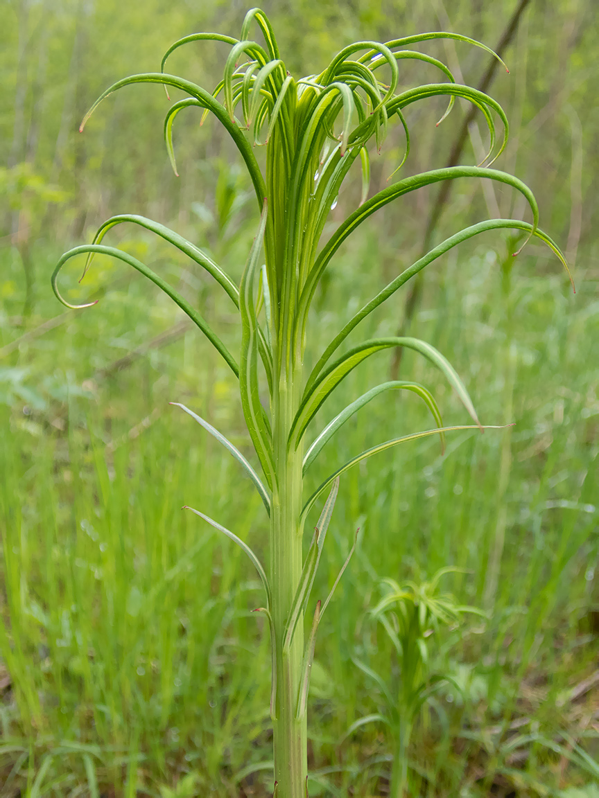 Изображение особи Chamaenerion angustifolium.