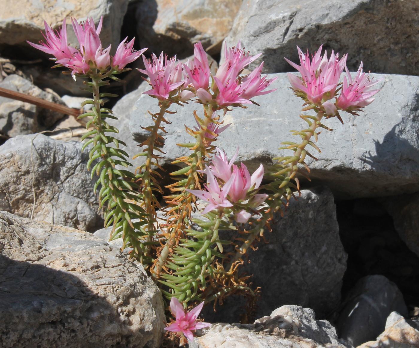 Image of Pseudosedum longidentatum specimen.