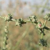 Atriplex intracontinentalis. Часть веточки с плодами. Север Кубани, обочина дороги в пойме реки Ея. 05.09.2010.