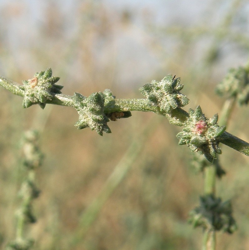 Image of Atriplex intracontinentalis specimen.