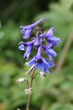 genus Delphinium. Соцветие. Республика Алтай, Усть-Коксинский р-н, восточный берег Среднего Мультинского озера, луг. 28 июля 2020 г.